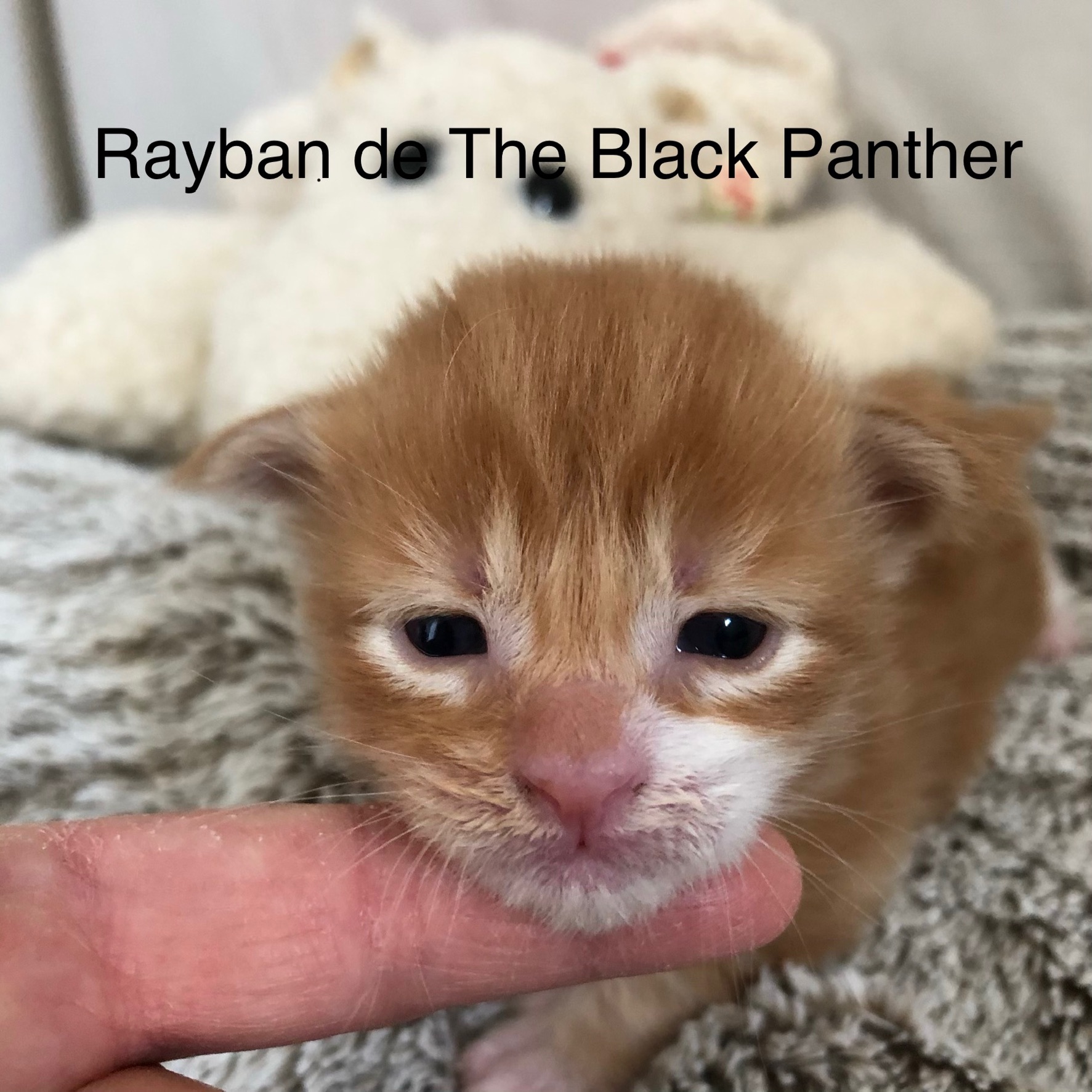 Rayban de The Black Panther