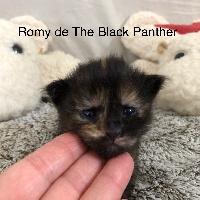 Romy de The Black Panther