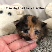 Rose de The Black Panther 