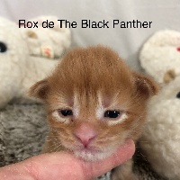 Rox de The Black Panther