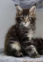 Wild Coon Spirit - Chaton disponible  - Maine Coon