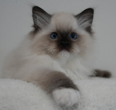 De L'Ile Aux Bambous - Chaton disponible  - Ragdoll