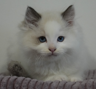 De L'Ile Aux Bambous - Chaton disponible  - Ragdoll