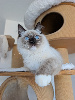 Ragdoll
