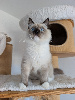 Ragdoll