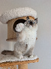 Ragdoll
