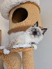 Ragdoll
