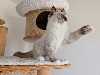 Ragdoll