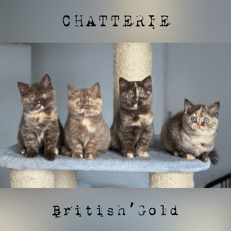 British'gold - British Shorthair et Longhair - Portée née le 08/11/2023