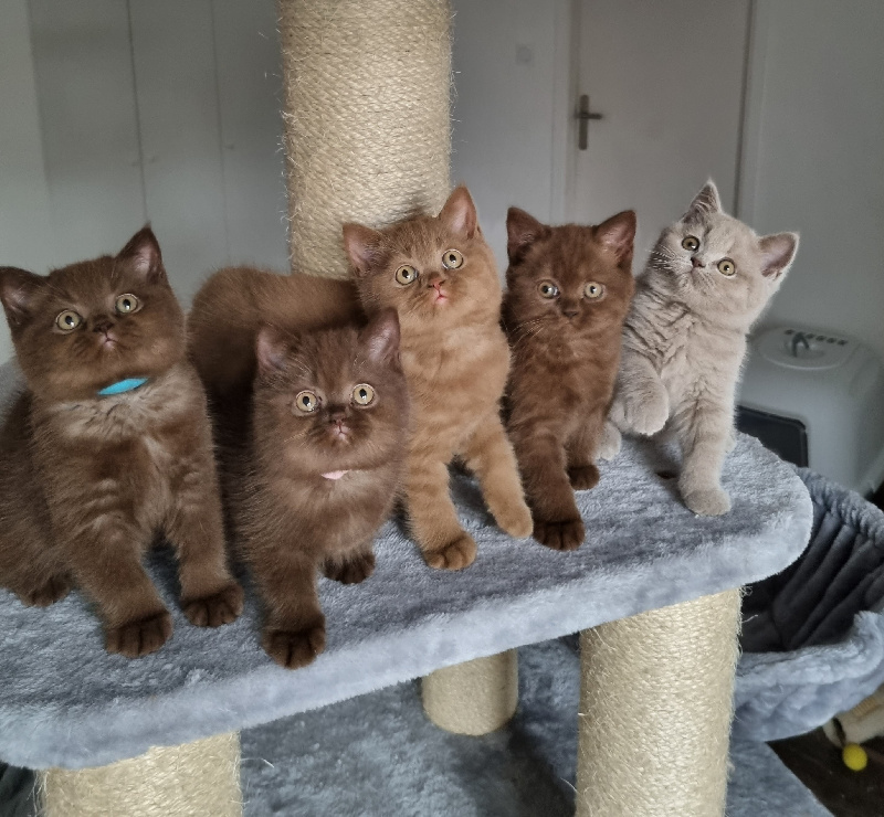 British'gold - British Shorthair et Longhair - Portée née le 23/08/2022