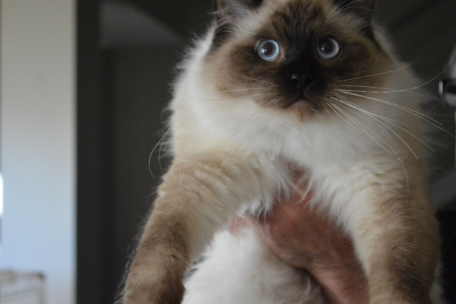 chaton Ragdoll De La Closerie Deval