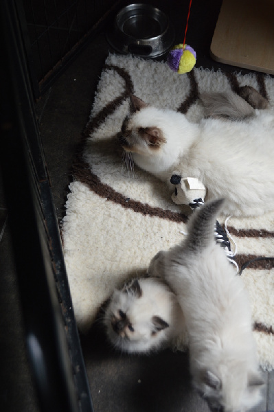 chaton Ragdoll De La Closerie Deval