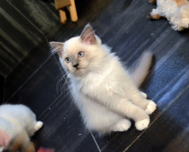 chaton Ragdoll De La Closerie Deval