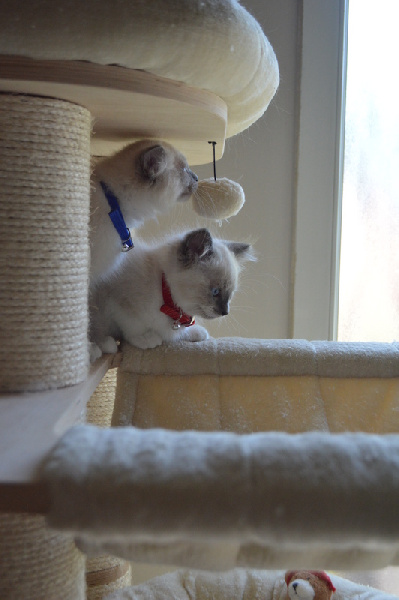 chaton Ragdoll De La Closerie Deval