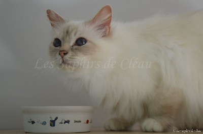 Scarlette de la bounecyane