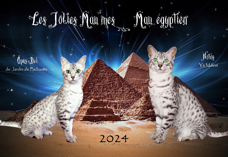 chaton Mau Egyptien Des Jolies Mau'mes
