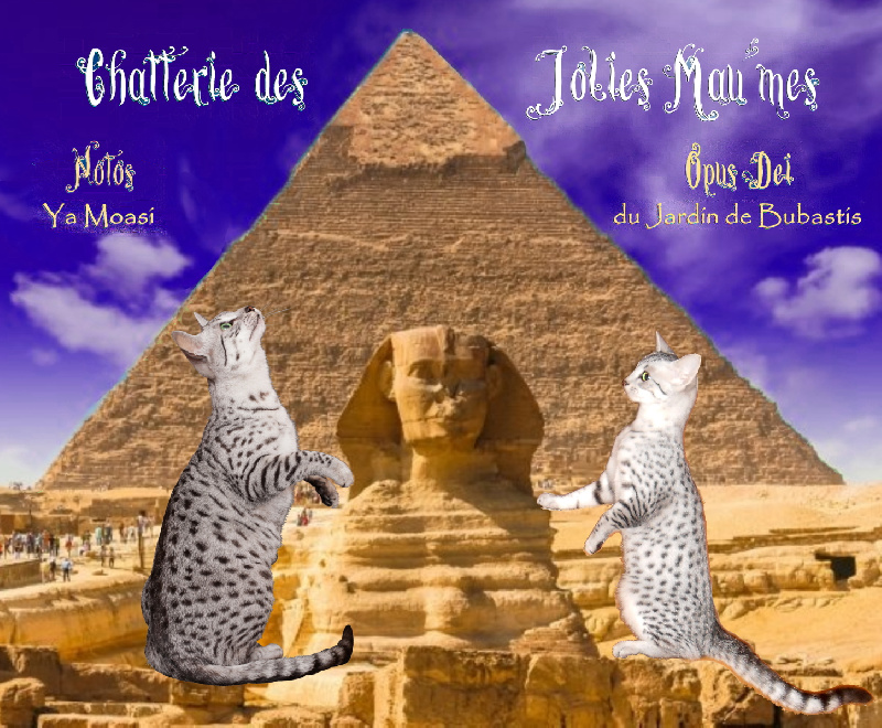 Des Jolies Mau'mes - Mau Egyptien - Portée née le 02/04/2023