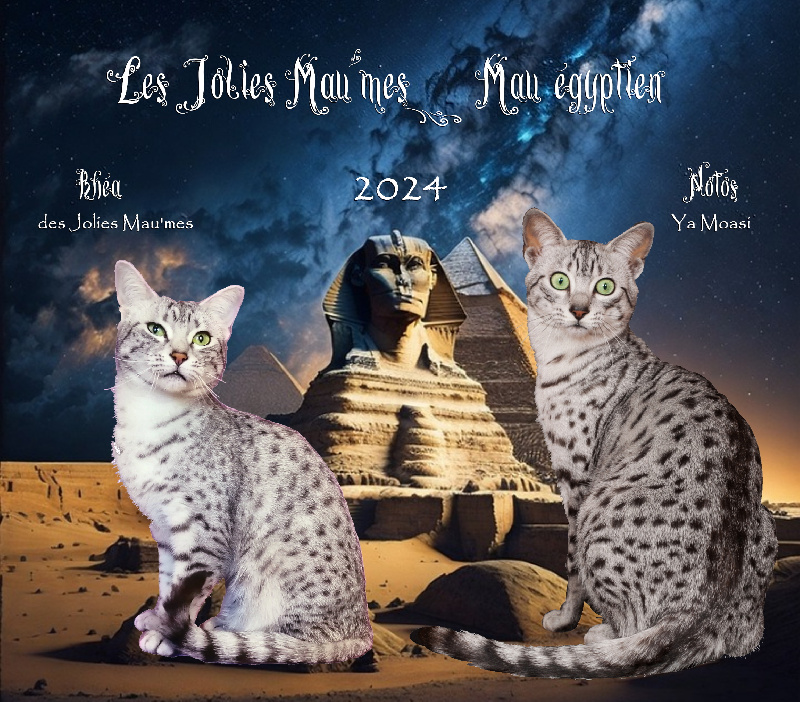 Des Jolies Mau'mes - Mau Egyptien - Portée née le 04/04/2024