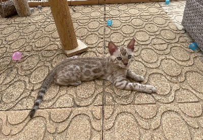 Of Bengal Power - Chaton disponible  - Bengal