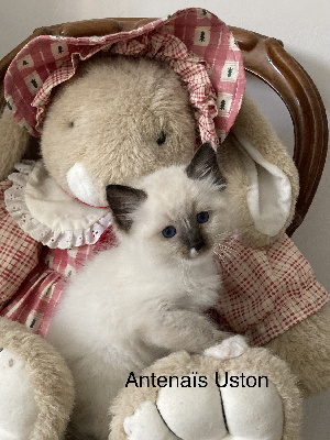 seal mitted - Ragdoll