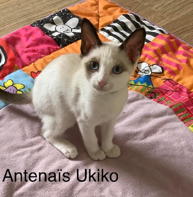 Antenaïs Ukiko