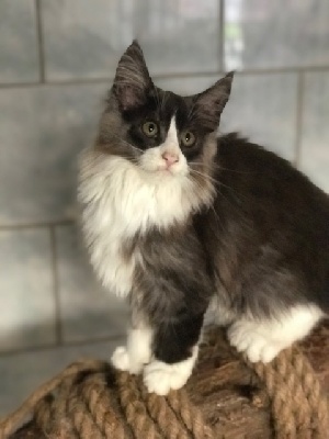 Wild Rocks - Chaton disponible  - Maine Coon