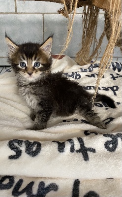 Wild Rocks - Chaton disponible  - Maine Coon