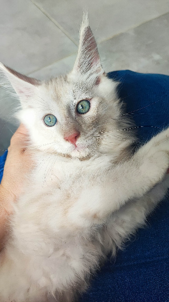 CHATON
