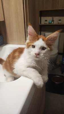 CHATON - Maine Coon