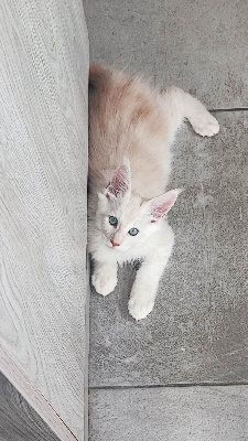 CHATON - Maine Coon