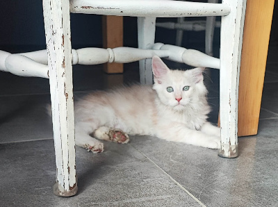 CHATON - Maine Coon