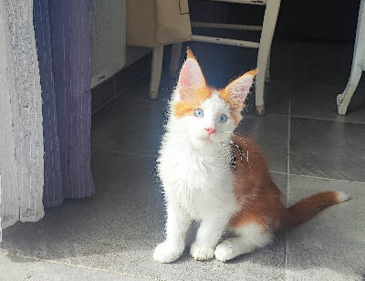 CHATON - Maine Coon