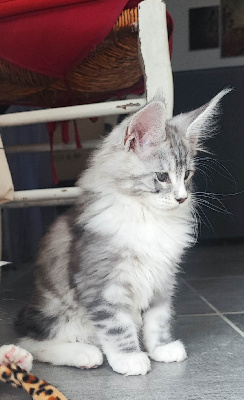 CHATON - Maine Coon