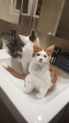 CHATON - Maine Coon