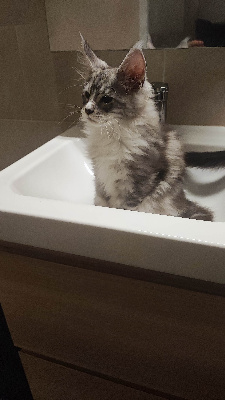 CHATON - Maine Coon