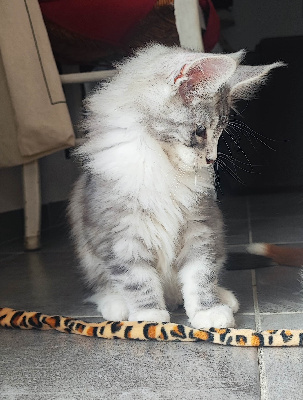 CHATON - Maine Coon