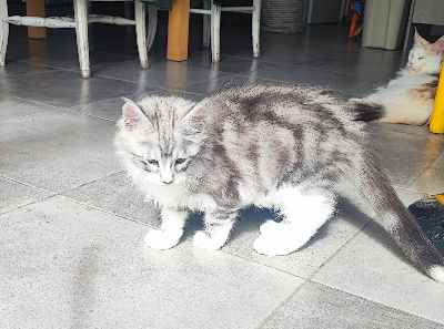 CHATON - Maine Coon