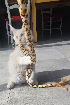 CHATON - Maine Coon