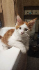 Portée Majeste x Z'sophia Maine Coon