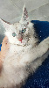 Portée Majeste x Z'sophia Maine Coon