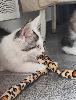 Portée Majeste x Z'sophia Maine Coon