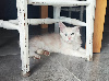 Portée Majeste x Z'sophia Maine Coon