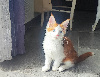 Portée Majeste x Z'sophia Maine Coon