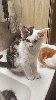 Portée Majeste x Z'sophia Maine Coon