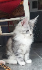 Portée Majeste x Z'sophia Maine Coon