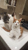 Portée Majeste x Z'sophia Maine Coon