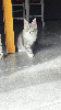 Portée Majeste x Z'sophia Maine Coon