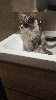 Portée Majeste x Z'sophia Maine Coon