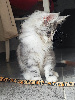 Portée Majeste x Z'sophia Maine Coon