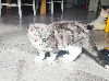 Portée Majeste x Z'sophia Maine Coon